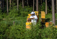 Nothilfe für Imker in Zeiten der Corona Krise