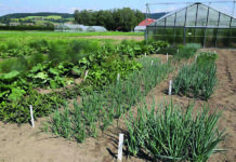 Regionale Gemüseproduktion gewinnt an Bedeutung