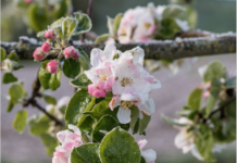 Obstbauern: „Wir brauchen geschulte Saisonnieres“