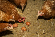 Eiermarkt: Preise für Bodenhaltungsware rückläufig