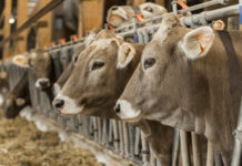 Entwarnung für gesperrte Tiroler Tbc-Kontaktbetriebe