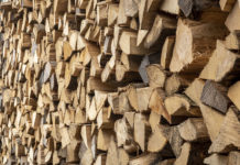 Schmuckenschlager: Nicht die Holznutzung, sondern die Nicht-Nutzung ist klimaschädlich