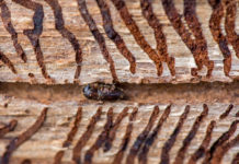 Dringender Appell an Waldbauern: Jetzt Käferbäume finden und entfernen