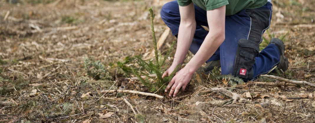Derzeit beschäftigen die Waldbesitzer die Aufräumarbeiten beim Schadholz sowie die Aufforstung des Waldes.