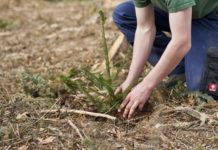 Tirols Landesforstdirektor: „Der Holzmarkt ist komplett eingebrochen“ Derzeit beschäftigen die Waldbesitzer die Aufräumarbeiten beim Schadholz sowie die Aufforstung des Waldes.