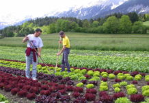 Aufatmen bei Tirols Gemüsebauern: 122 Saisonniers wurden eingeflogen Durch die Einreise rumänischer Stammarbeiter hat sich die Situation auf den Tiroler Gemüsefeldern vorübergehend beruhigt. Mit Beginn der Erdbeer- und Salaternte im Mai wird sich die Lage voraussichtlich wieder zuspitzen.
