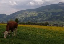 Krisengebeutelte Rinderzucht fährt die Systeme langsam wieder hoch Die Rinderzucht ist durch Corona in Bedrängnis gekommen. (Symbolbild)