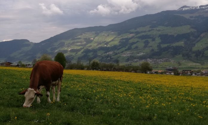 Die Rinderzucht ist durch Corona in Bedrängnis gekommen. (Symbolbild)