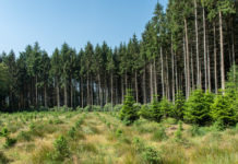 Österreichische Forsttagung wird verschoben