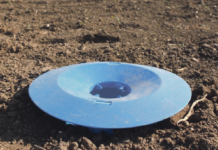 Rübenrüssler und Erdfloh jetzt unter Beobachtung