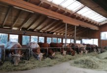 Sieben Gründe, warum die Kuh Hörner braucht Im Stall von Leopold Dichtl stehen sowohl behornte als auch unbehornte Rinder.