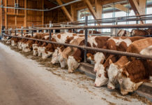 Rindfleischproduzenten wirksam unterstützen