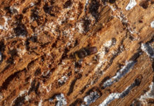 Moosbrugger: Borkenkäfersituation ist absolut dramatisch