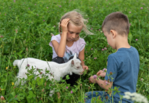 Urlaub am Bauernhof: „Wir planen schon für die Zeit danach”