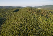 Land&Forst Betriebe warnen vor akuter Waldbrandgefahr in Teilen Österreichs