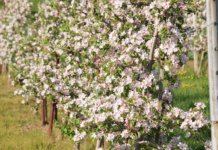 Rekordtrockenheit in mehreren Bundesländern