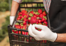 „Am Schauplatz“- Reportage über ausländische Erntehelfer