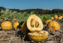 Johanna Winkler zählt zu den 20 besten Züchtern Europas 2019