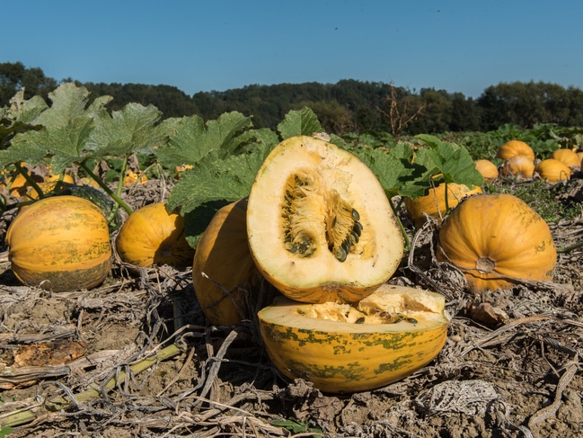 Lkuerbis Reif 26 ID79806 Size650px