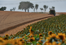 Pflanzliche Produktion: Nur bei Wein ist Selbstversorgung gedeckt