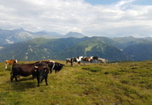 Oberländer forcieren klimafitte Almwirtschaft Die Bewirtschaftung ist der wichtigste Faktor, um Almen klimafit zu halten.
