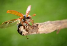 Maikäfer, die alle zwei Jahre fliegen?