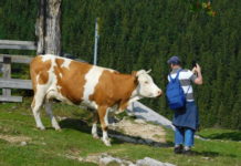 Nach Kuh-Urteil: Oberösterreichs Almbauern nun „lückenlos“ versichert