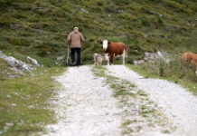 Kuh-Unfall: „Weiden sind keine Streichelzoos“