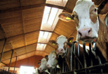 Billa und Merkur sichern heimischen Milchbauern unveränderten Einkaufspreis zu