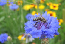 “Tag der Biene”: Steirischer Bauernbund schafft Lebensraum für Bestäuber