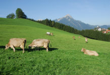 Berchtesgardener Molkerei zahlt “Corona-Soforthilfe” aus