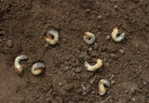 Wissenschafter forschen an neuer Methode gegen Engerlinge in Steilflächen