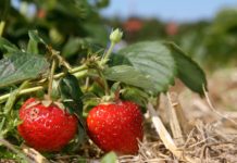 Erdbeeren direkt vom Feld: Frischer geht‘s nicht