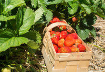 Freiland-Erntesaison für Vorarlberger Erdbeeren startet