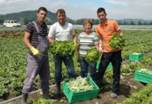 Erste Erntehelfer gelandet: Gemüsebauern atmen auf