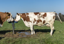 Rinder sollen weniger klimaschädlich sein als angenommen