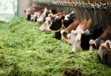 Die Landwirtschaft wird digital