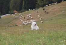 Die Jugend sagt Nein zum Wolf! Die Osttiroler Schafherden mit einem Herdenschutzhund zu schützen finden die Bezirksobleute der JB/LJ Bezirk Lienz für nicht sinnvoll.