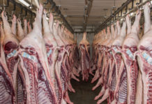 Deutsche Schlachtbetriebe kündigen Schweinehaltern Tierwohl-Vermarktungsverträge