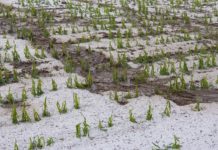 Große Hagelschäden in Oberösterreich