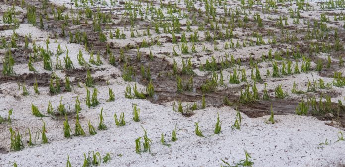 Mais Hagel 20200526 Pötting 2