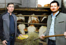 Jetzt werden Sofortmaßnahmen für die Rinderbauern gefordert