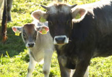 Geisler: „Neue Rechtslage soll weiteres verheerendes Kuh-Urteil verhindern“ Mutterkühe beschützen ihre Kälber vor jeder Gefahr - dazu gehören für sie auch nahende Wanderer und Hunde.