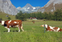 Auch Almbauern von Coronakrise betroffen Eine gute Almvorbereitung ist der halbe Erfolg für einen guten Almsommer.