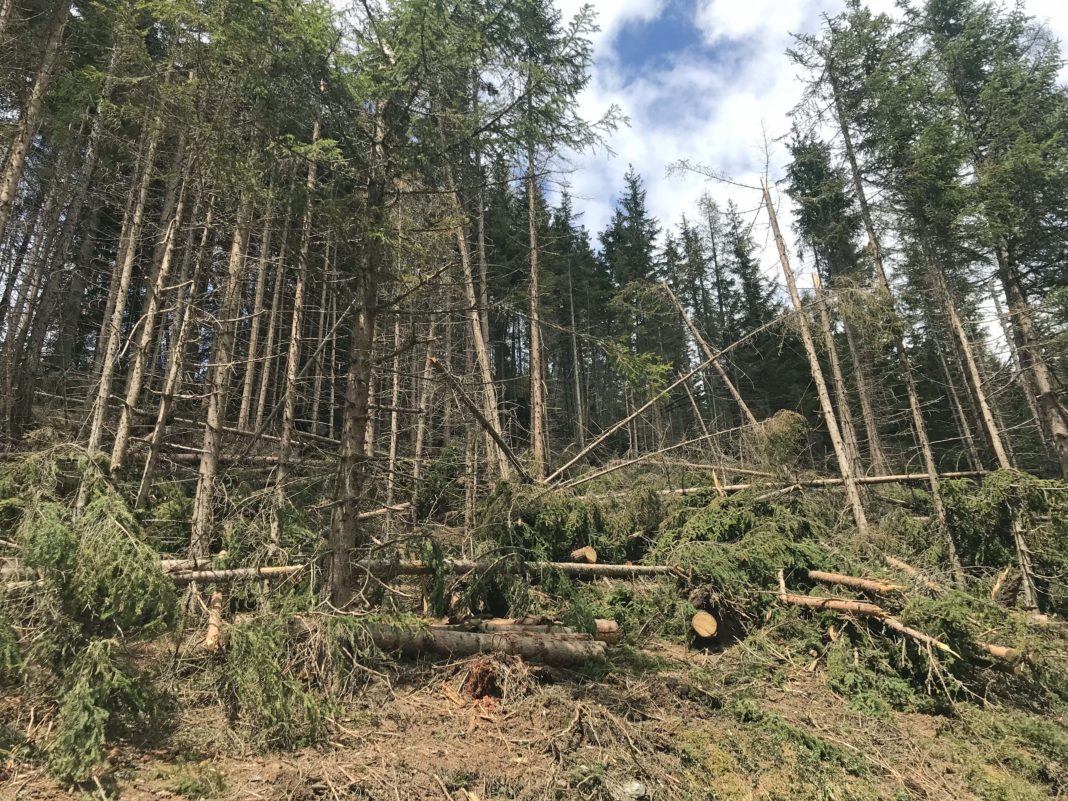 Vor allem in Osttirol gibt es noch große Mengen an Schadholz, das dringend aufgearbeitet werden muss.