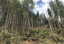 Üppiges Maßnahmenpaket für den Schutzwald und die Forstwirtschaft Vor allem in Osttirol gibt es noch große Mengen an Schadholz, das dringend aufgearbeitet werden muss.