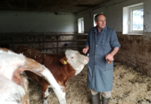 “Kälberziehen mit Sicherheitsabstand ist unmöglich”