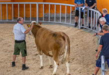 Salzburg: Erste Rinderversteigerung in Maishofen wichtiges Signal für Landwirtschaft