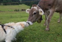 Höchstgerichtsentscheid zu Stubaier Kuh-Urteil ergangen Die Begegnung zwischen Mutterkuh und Hund ist meist problematisch.