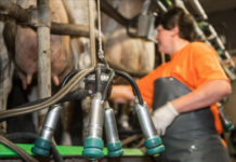 VÖM: EU-Hilfspaket für Milchbranche ist „sehr bescheiden“